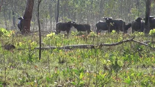 300 win mag, Water Buffalo, Australia