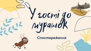 Спостереження за мурахами.