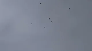 Тренування Миколаєвських голубів Замкового Сергія вітер північний з поривами