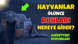 Ölen Hayvanların Ahiretteki Durumları! Ruhları Nereye Gider?