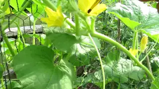 TRG 2012: Hand Pollinating Cucumbers: Male and Female Flower Identification