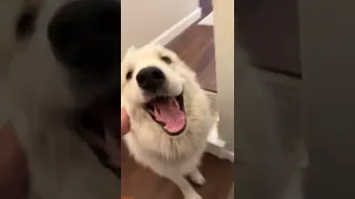 Big White Dog Jumps Down Stairs