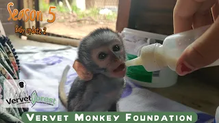 What a season of baby orphan monkeys - updates from season 5