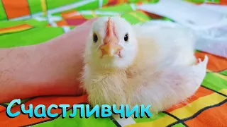 Цыпленок, которого не успели съесть