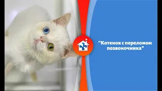 Котенок с переломом позвоночника