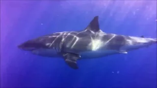 Diver Shares Moments Before Shark Cage Breach Accident