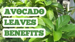 Avocado leaves benefits
