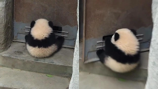 Маленькая панда катается на двери