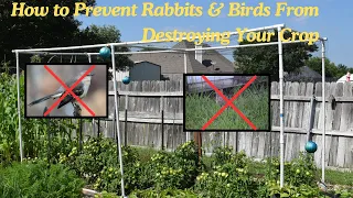 Save Your Garden: How to Keep Out Rabbits & Birds