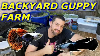 BACKYARD GUPPY FARM - BREEDING GUPPIES FOR PROFIT