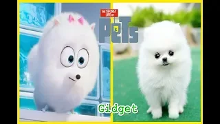 The Secret Life of Pets In Real Life - All Characters 2018 - OMG Kids