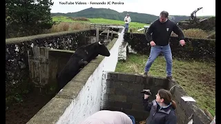 Vacas Malucas - The Crazy Cows Of JAF Cattle Ranch - Terceira Island - Azores