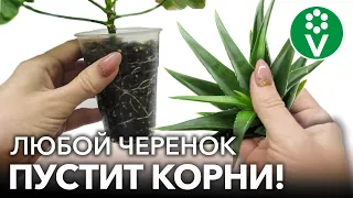 САМЫЕ МОЩНЫЕ ПРИРОДНЫЕ СТИМУЛЯТОРЫ КОРНЕОБРАЗОВАНИЯ! Любые черенки мигом пускают корни!