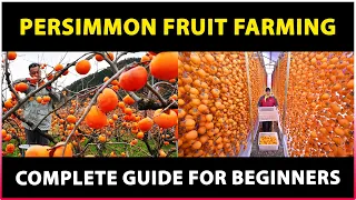 Persimmon Fruit Farming: Tips for Growing and Harvesting Delicious Fruit