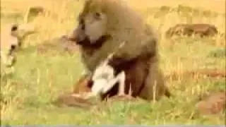 gazelle vs baboon.flv