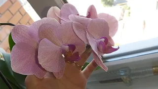 Орхидеи 3 месяца без моего ухода, что с ними стало ?