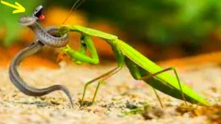 Why Snakes Are Afraid Of Mantises