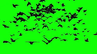 Crows flying green screen no copyright