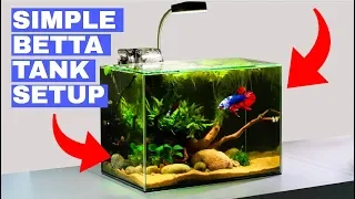 Building a Simple Betta Tank: TUTORIAL