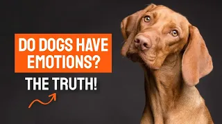 DO DOGS HAVE EMOTIONS? 🐶🤷‍♂️What You Should Know