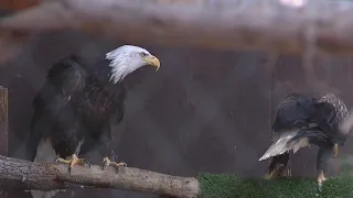 Eagle watch at Wildlife Learning Center
