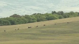 «Чёрный ястреб» на военных учениях в Грузии