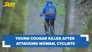 Young cougar killed after attacking cyclists, injuring woman near Snoqualmie