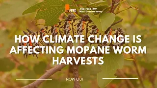 How Climate Change Is Affecting Mopane Worm Harvests | Mini Documentary