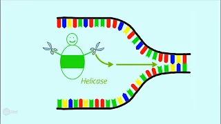 Die Replikation der DNA