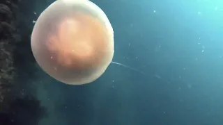 Jellyfish (Raja Ampat)