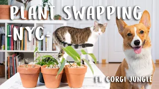 Saturday Vlog! NYC Plant Swap, Fall Plant Haul & Plant Updates 2020 Ft. Corgi Jungle