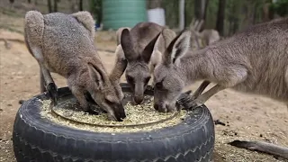 АВСТРАЛИЯ. СПАСЕНИЕ ЖИВОТНЫХ