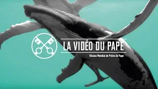 Protéger les océans – La Vidéo du Pape 9 - Septembre 2019