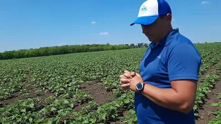 Соняшник Козак Сумо стан на 08.06.2022 року. Власник поля вже радіє.