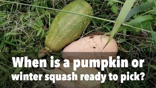 When is a Pumpkin or Winter Squash Ready to Pick?