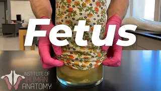 The Mysteries of The Human Fetus Explained!