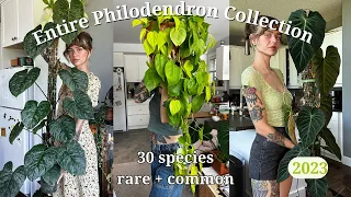 🚨 ranking my entire philodendron collection | 30 species, rare + common 🌿 (my favourite genus!!)