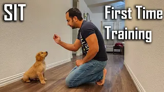 Training SIT Command to my 8 Weeks Old Golden Retriever Puppy | LIVE Training