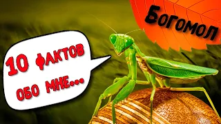 Удивительные факты о Богомоле! AntsWorld