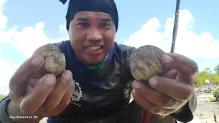 How to catch mangroves clams. locally known as LIBOO