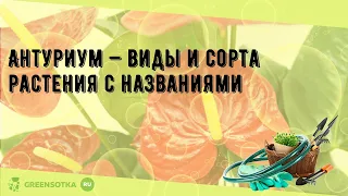 Антуриум — виды и сорта растения с названиями