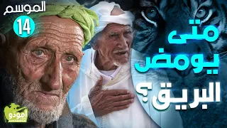 أمودّو 196  | متى يومض البريق؟ ✅