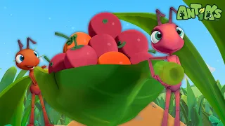 The Great Berry Rescue | Antiks 🐜 | Funny Cartoons for Kids