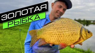 ФИДЕРНАЯ ЛОВЛЯ НА ПРУДУ / ЛОВЛЯ КАРАСЯ / FROS FISHING