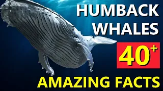 Humpback Whales Documentary: 40+ Amazing Facts