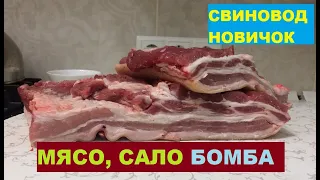 Результат откорма свиней, 7,5 месяца - 150 кг. Мясо, сало со свиньи. Откорм свиней. Свиноводство.