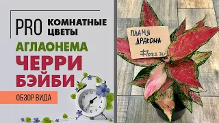 Растение простое в уходе: Аглаонема Черри Бэйби - вишневый пирожок