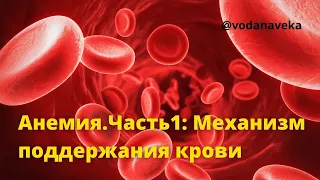 Анемия. Часть1. Механизм поддержания крови. О.А.Бутакова