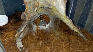 Orange Baboon TARANTULA - FEEDING (Super slow-mo)