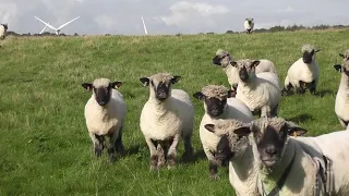 Langrigg Oxford Down Sheep